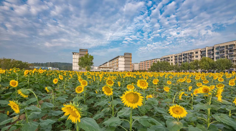 南京邮电大学:向日葵花海生机勃勃,层层金色海浪随风摇曳,尽情地绽放生命的光彩,蓬勃的模样,阳光的味道,这一抹亮丽的风景是南邮秋日的油画。王存宏摄